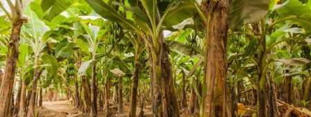 supplier of sustainable Cactus and Apple leather in EU supplier of sustainable Cactus and Apple leather in US